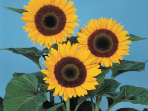 Helianthus annuus F1 Sunbright Supreme