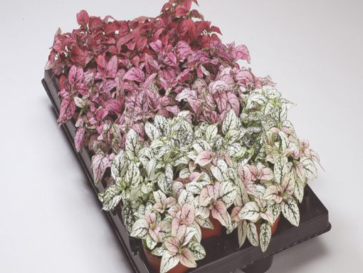 Hypoestes phyllostachya Confetti Compact