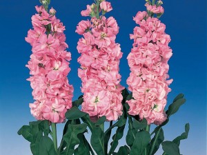 Matthiola incana Iron