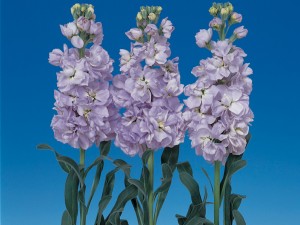 Matthiola incana Vivas