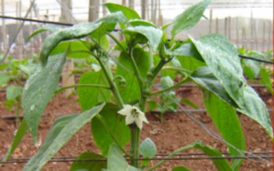 Sweet Pepper Seedlings: How old?