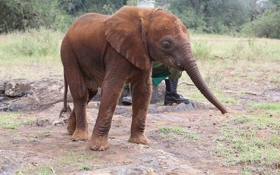 Sakata Adopts Baby Elephant