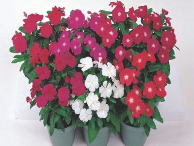 Catharanthus roseus Victory