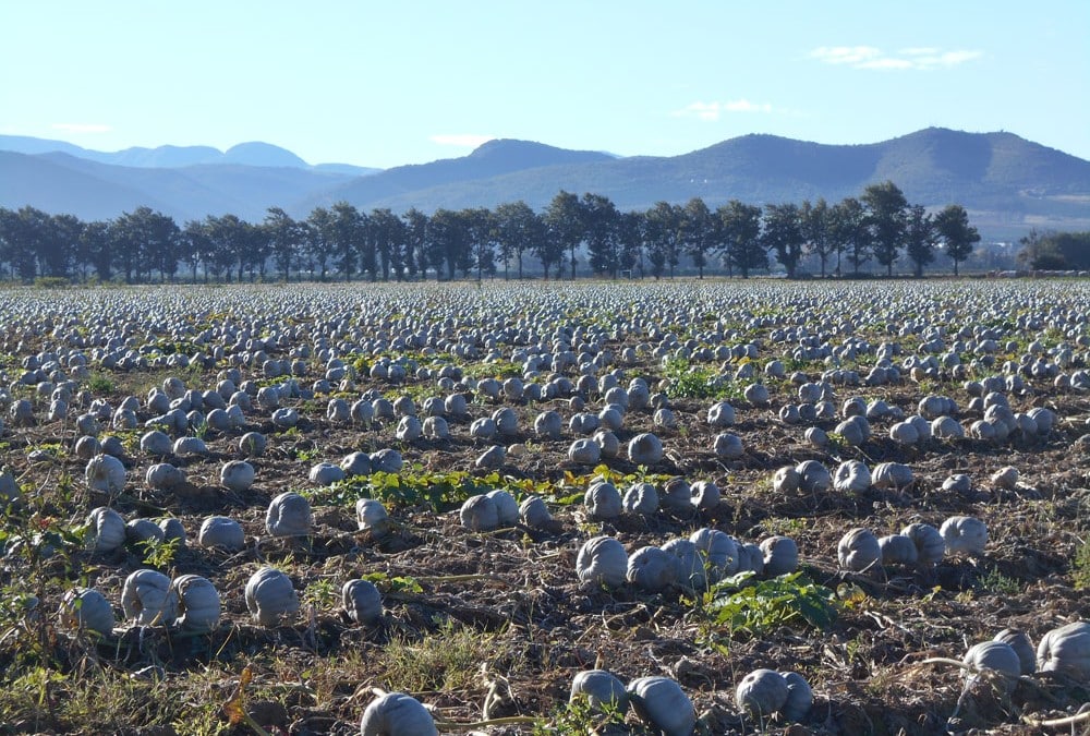 Sampson stands strong in the Eastern Cape