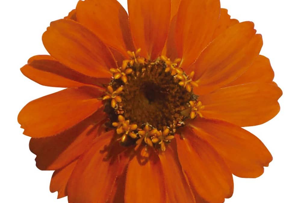 Zinnia, Profusion:Sakata’s Famous 1st Inter-Galactic Variety