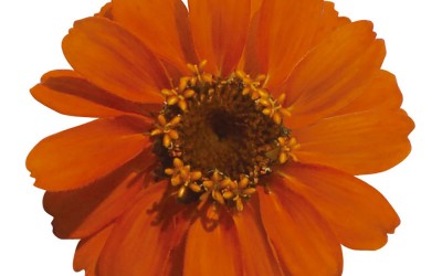 Zinnia, Profusion:Sakata’s Famous 1st Inter-Galactic Variety