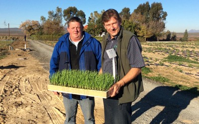 Nuy Valley Onion Trials