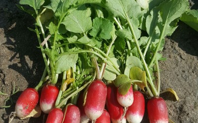 Radish, French Breakfast – it is all in the name