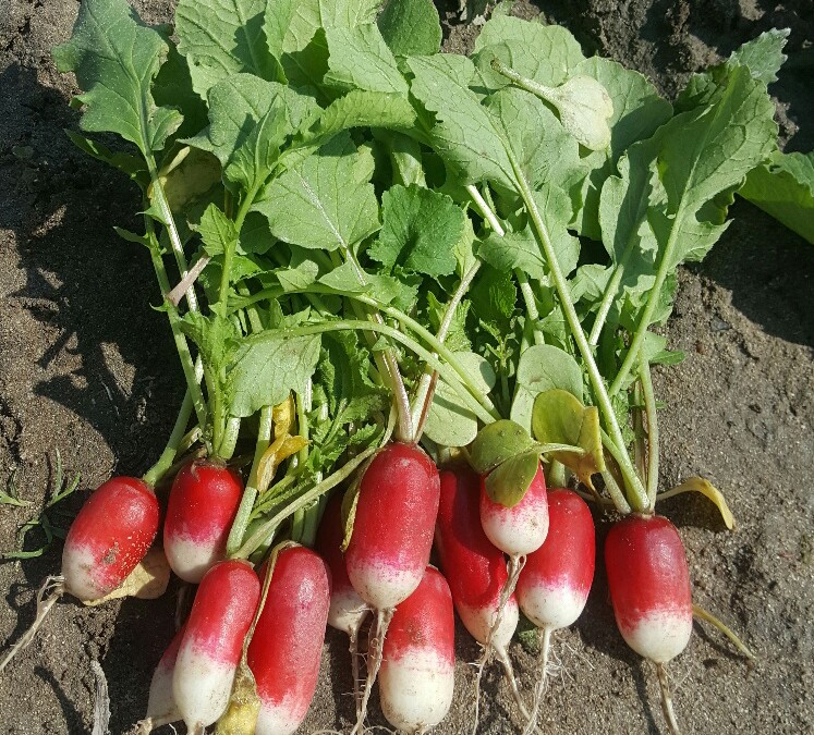 Radish, French Breakfast – it is all in the name