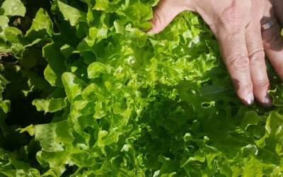 Lavinia lettuce – one of many to choose from