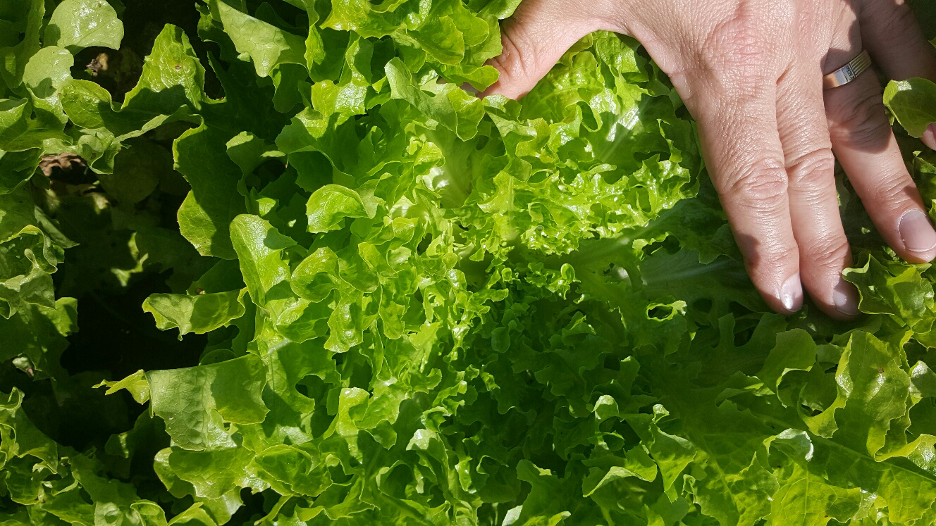 Lavinia lettuce Nov 2016