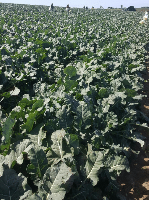 Sakata’s leading broccoli, Parthenon