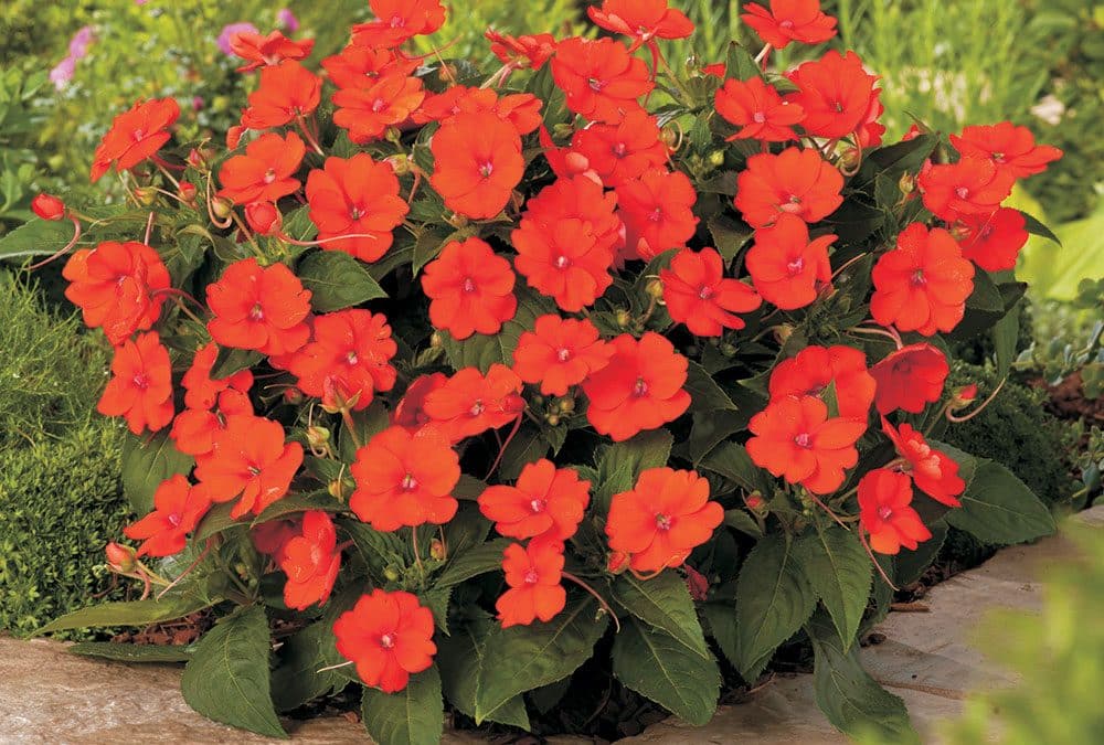 Sakata’s Sunpatiens®
