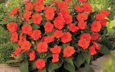 Sakata’s Sunpatiens®