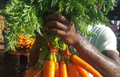 Nativa carrots for sweet success