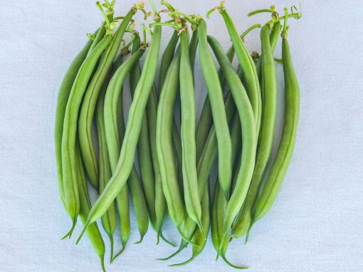 Gouti Garden Bean | Sakata
