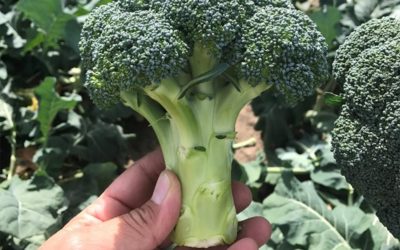 Parthenon – a market leading broccoli