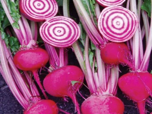 Chioggia Guardsmark Speciality Garden