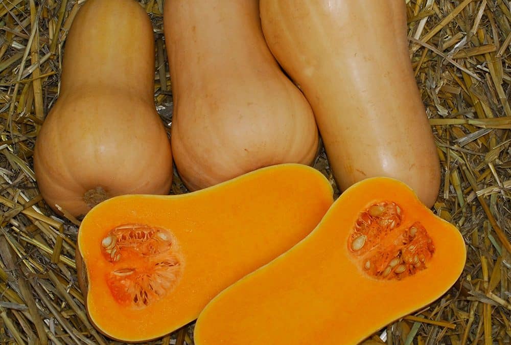 Quantum for quality butternuts