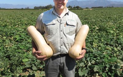 New butternut Titan* – living up to its name