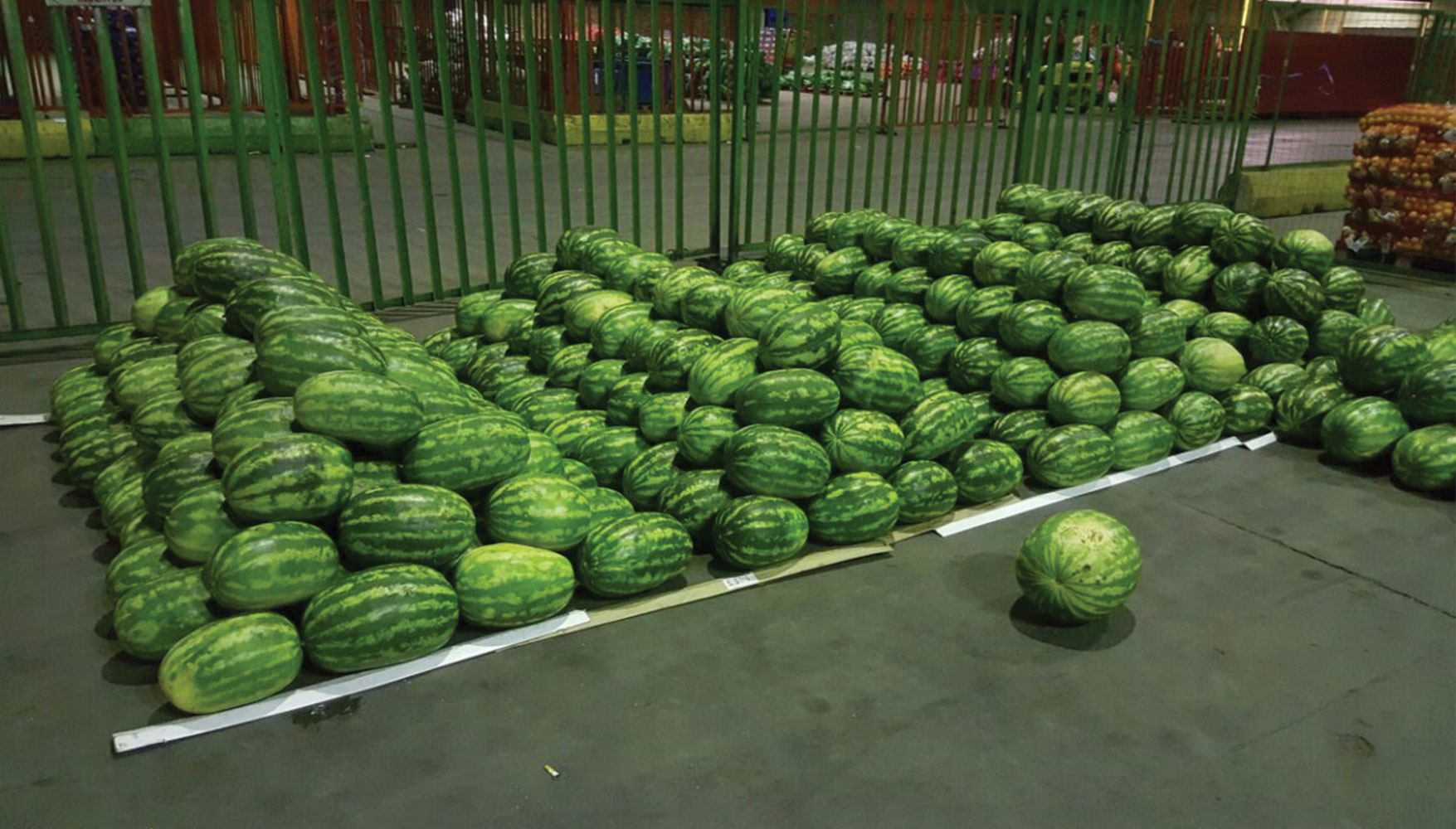 watermelon 1