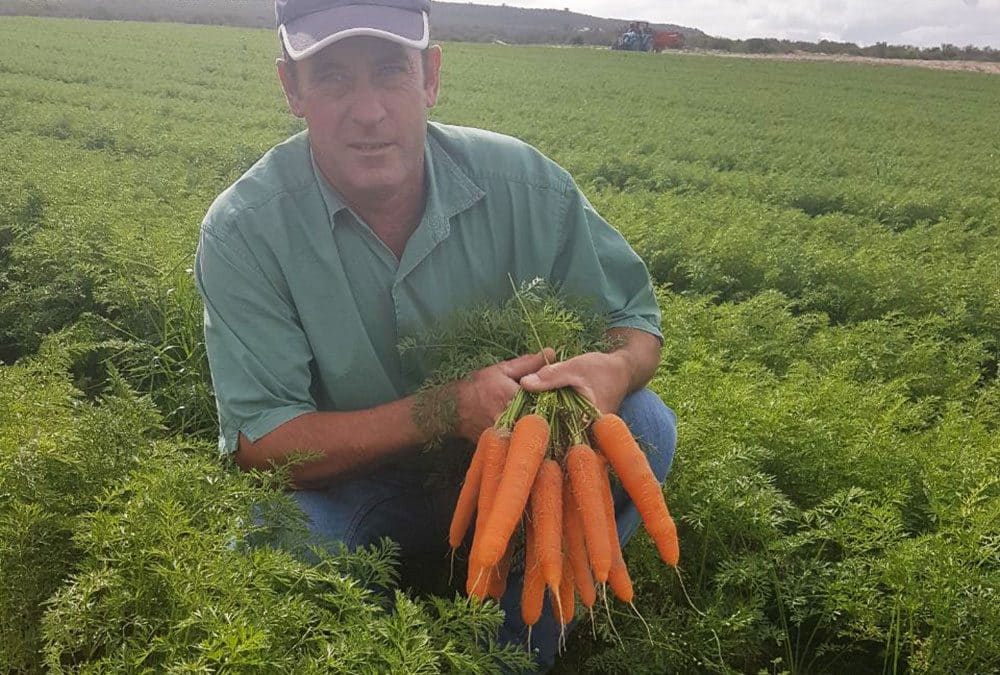 Laastedrift Farming Group loves carrot, Carvora*