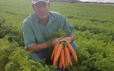 Laastedrift Farming Group loves carrot, Carvora*