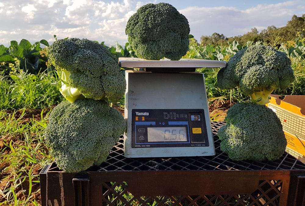 New broccoli Ares* shows huge potential