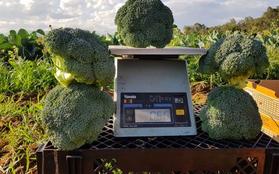 New broccoli Ares* shows huge potential