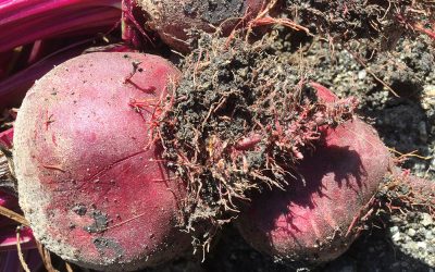 “Crazy Root” on your beetroot