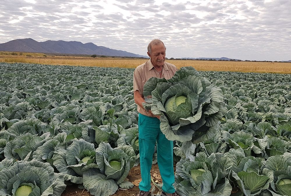 Grandslam is a grand choice for cabbage producer in Namibia