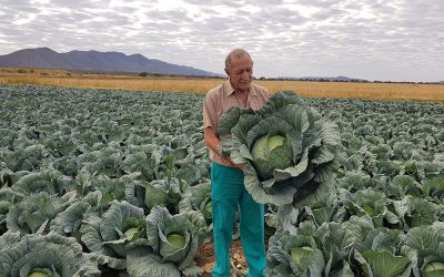 Grandslam is a grand choice for cabbage producer in Namibia