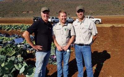 Cabbage day in Weenen