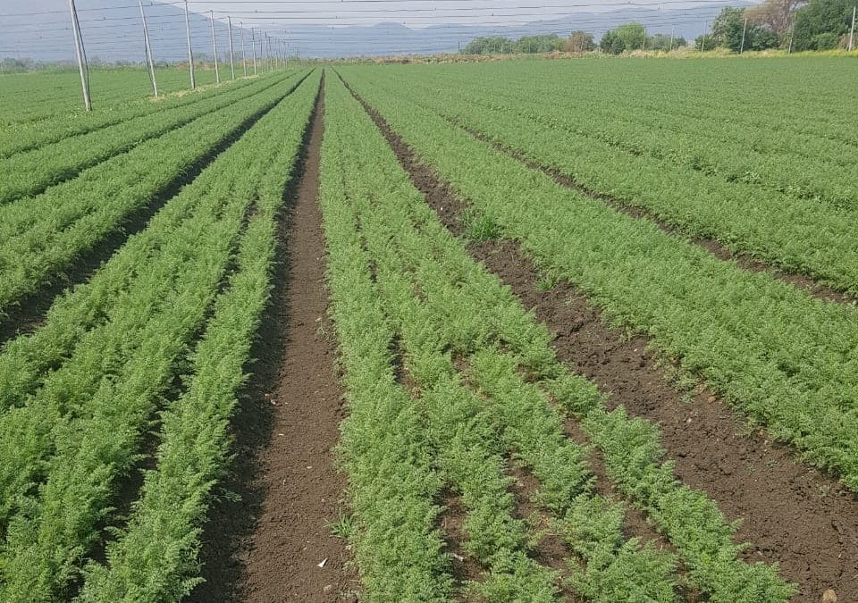 Carrot, Carvora* is taking the market by storm