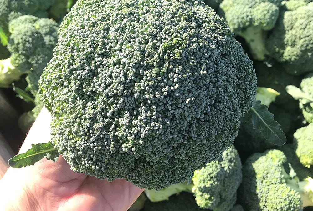 Broccoli Parthenon – first choice for cool season production