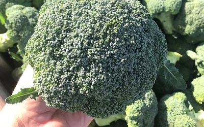 Broccoli Parthenon – first choice for cool season production