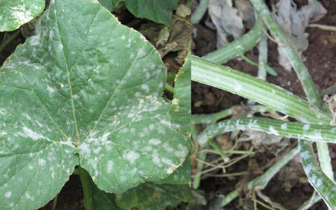 Powdery Mildew on Cucurbits