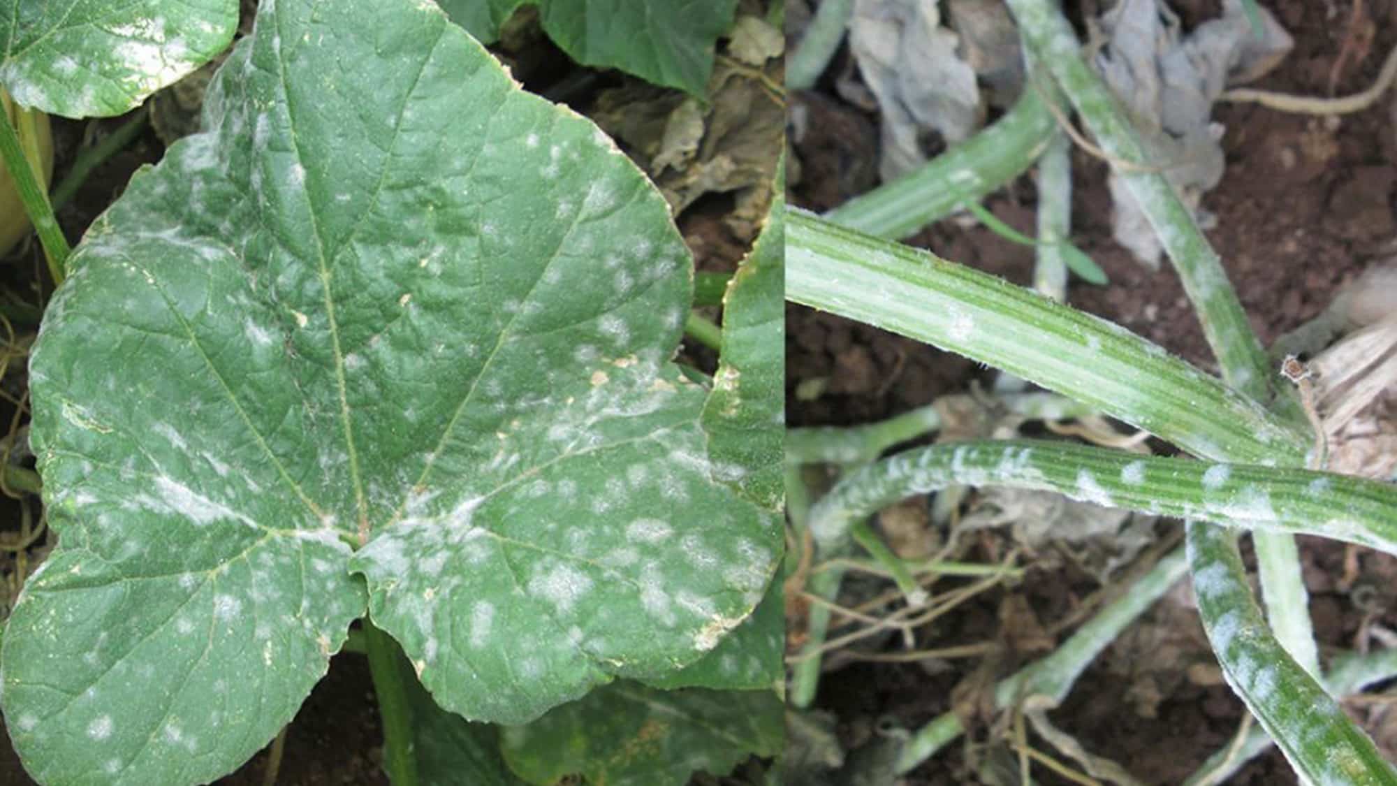 Powdery Mildew on Cucurbits