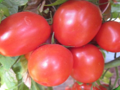 Emerald F1 Hybrid Determinate Saladette Tomato | Sakata