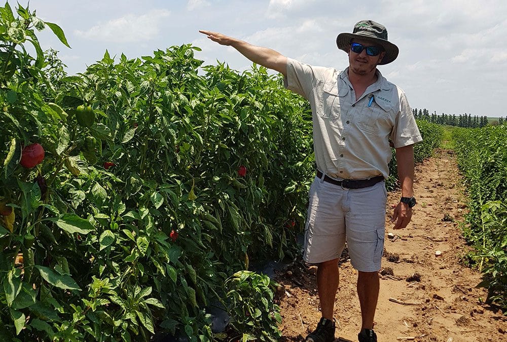 Cherokee* Sweet Pepper – quality fruit in open field production