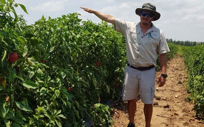 Cherokee* Sweet Pepper – quality fruit in open field production