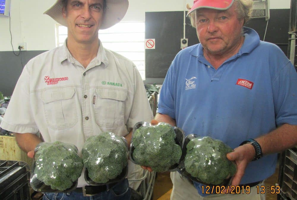 Ares* Broccoli – Success Story
