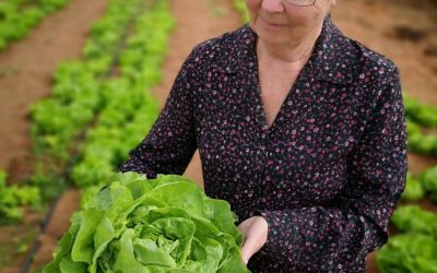 Elisa Butter Lettuce – A success story