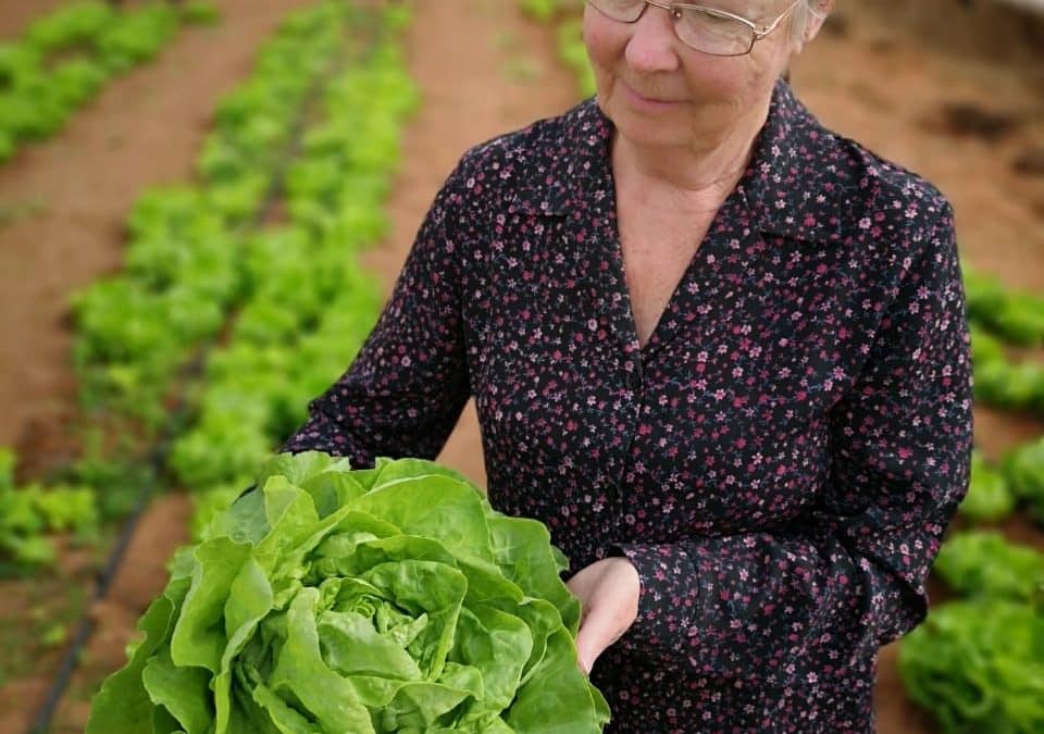 Elisa Butter Lettuce – A success story