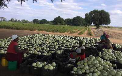 Dulce Nectar at Adelaide Boerdery, Nwanedi