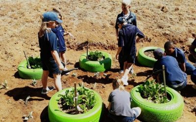 Curro Monaghan – Veggie Garden