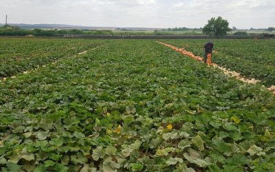 Pluto – #1 Selling butternut variety in South Africa