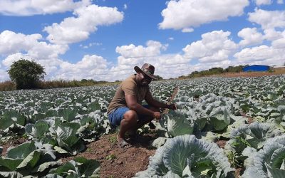 Conquistador – Panuka Farm in Zambia