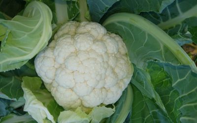 Twister-High quality cauliflower