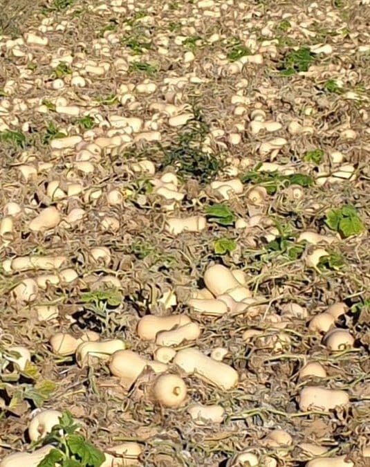 Quantum – Leading butternut variety in South Africa.
